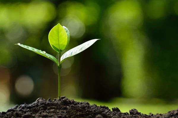 Homegrown to Commercial PIM: Transition Strategies for Success